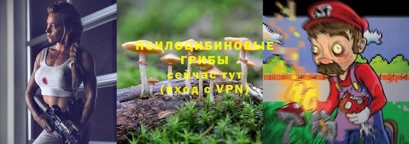 где продают   Любань  Галлюциногенные грибы Psilocybe 